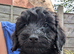 Cockapoo puppies. Reduced price