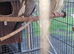 Pair of cockatiels