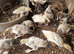 Various muscovy ducklings