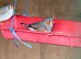 Zabra finch