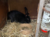 Adult Continental Rabbits Wanted