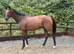 Champ - Ex racehorse seeks new home