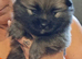 Beautiful pomeranian pups 7wks old