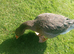 Dewlop tolouse geese 12 weeks old 1 unrelated pair