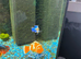 Fish tank and fish