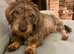 Missing Wire-Haired Miniature Dachshund