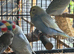 BEAUTIFUL BABY BUDGIES FOR SALE
