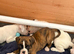 boxer puppies ready now