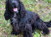 Beautiful Coker spaniel looking for forever home