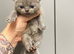 Persian x Ragdoll mix