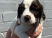 Cocker spaniel puppies from health tested parents