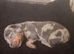 Dash hound puppies