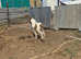 Lovely colt foal for sale