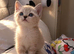 Snow Bengal British shorthair kitten!