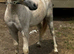 Mitcharon Mr bling