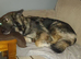 Beautiful KC German shepherd