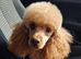 Beautiful mini golden doodle puppies