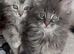 Two perfect brothers ready now