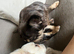 Full visible fluffy frenchie pair