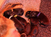 Beautiful Chunky German Shepherd Puppies