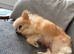 Cream female Pomeranian