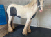 Delilah! Perfect kids pony, ride and drive!