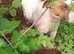 Working jack ruselll female