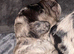 Cavapoo pups for sale