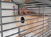 2 pairs Bourker parakeets £70 a pair