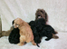 ️ Beautiful Cavapoo Puppies Looking for Their Forever Homes ️