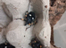 White Spotted Assassin Bugs