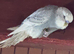 Beautiful baby budgies available in a variety of colours.
