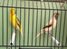 Harlequin canary’ pair