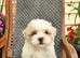 Shihzu puppies