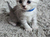 Beautiful British kittens
