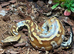 Blood Python het T- Albino at Birmingham Reptiles