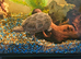 2 musk turtles