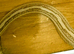 Male Anery Corn Snake Proven Breeder