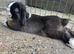 Mini lop