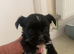 Micro Maltipoo puppies