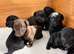 JACKAPOO PUPPIES!!