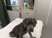 Six months old Caine corso