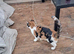 Female cat