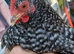 4 x chickens