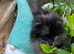 Beautiful Pomeranian puppies
