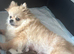 Exceptional tiny kc Pomeranian puppies. Male & female stunning!