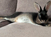 Female, rex rabbit, under 1 year old.