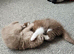 FULL BRITISH SHORTHAIR KITTENS AVAILABLE