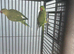 Stunning Green Indian Ringnecks