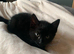 Kittens for sale